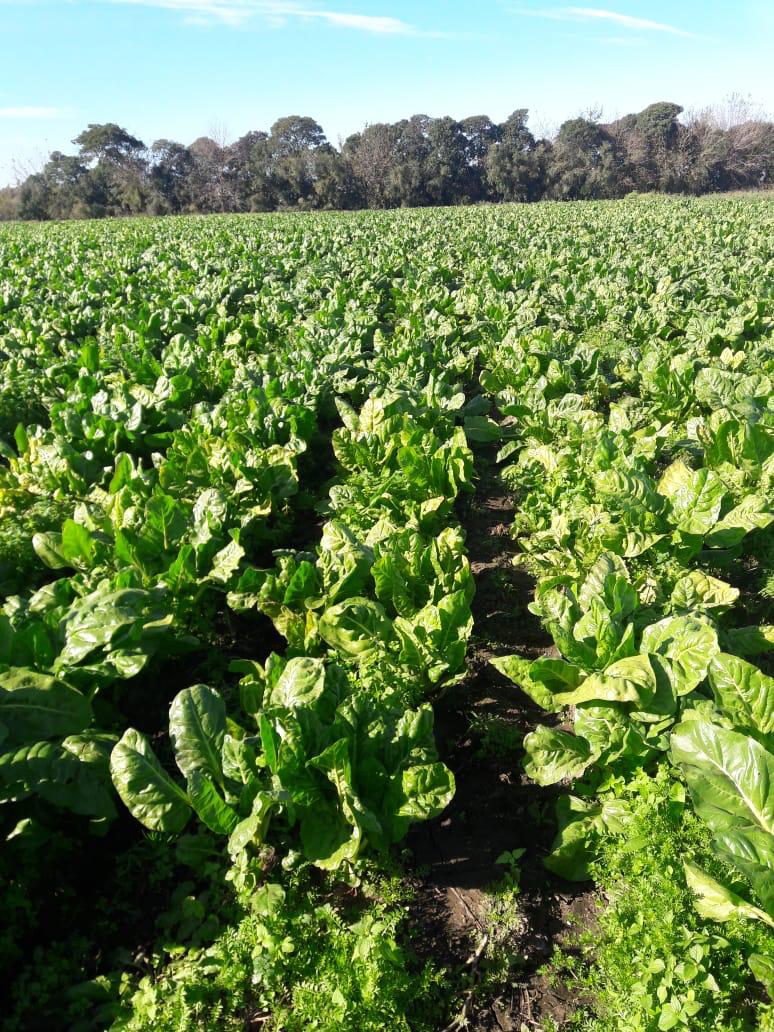 Campo El Campo Imava