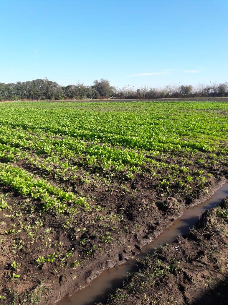 Produccion de verduras