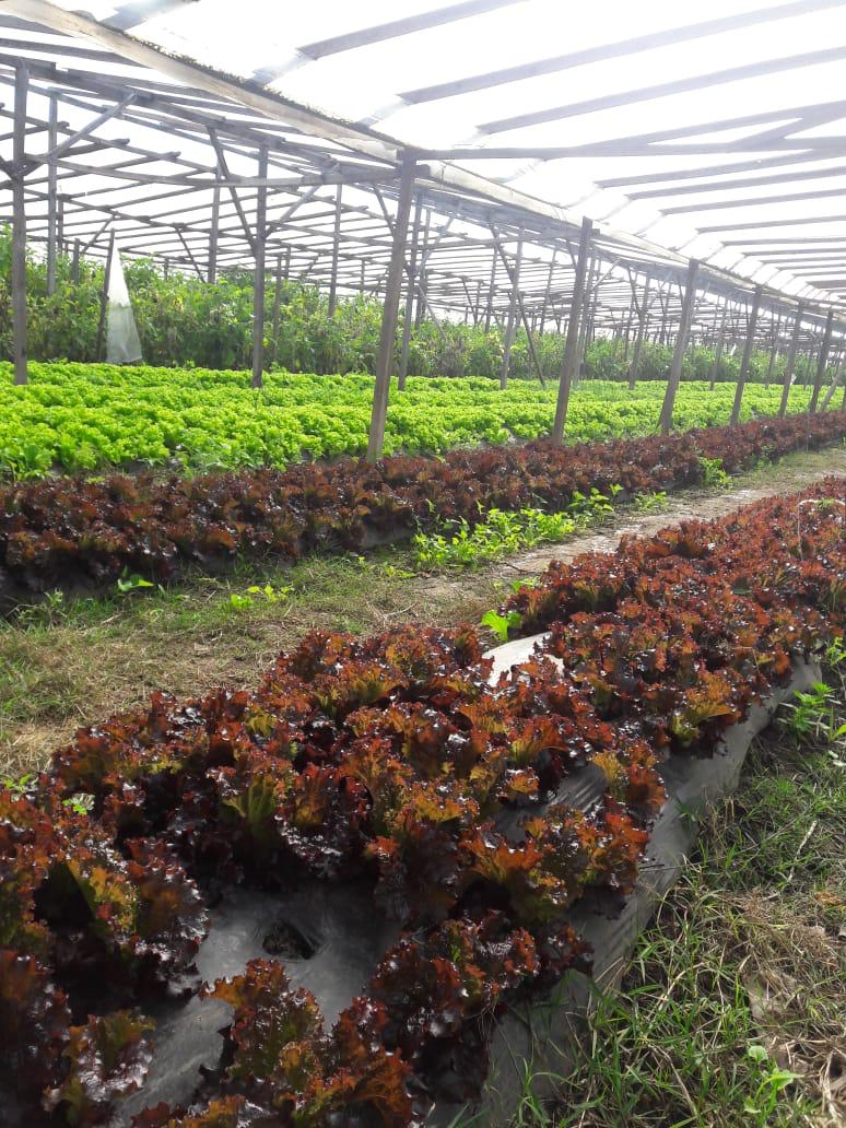 Invernadero de lechugas